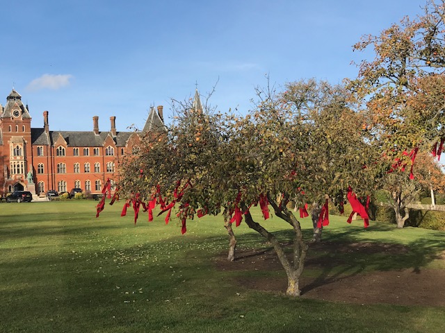 Ribbons on trees - Remembrance 2018