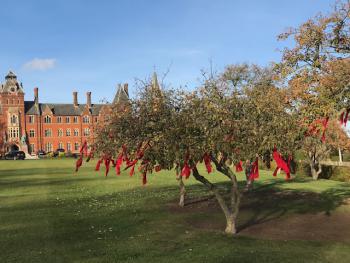 Ribbons on trees - Remembrance 2018