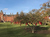 Ribbons on trees - Remembrance 2018 - small