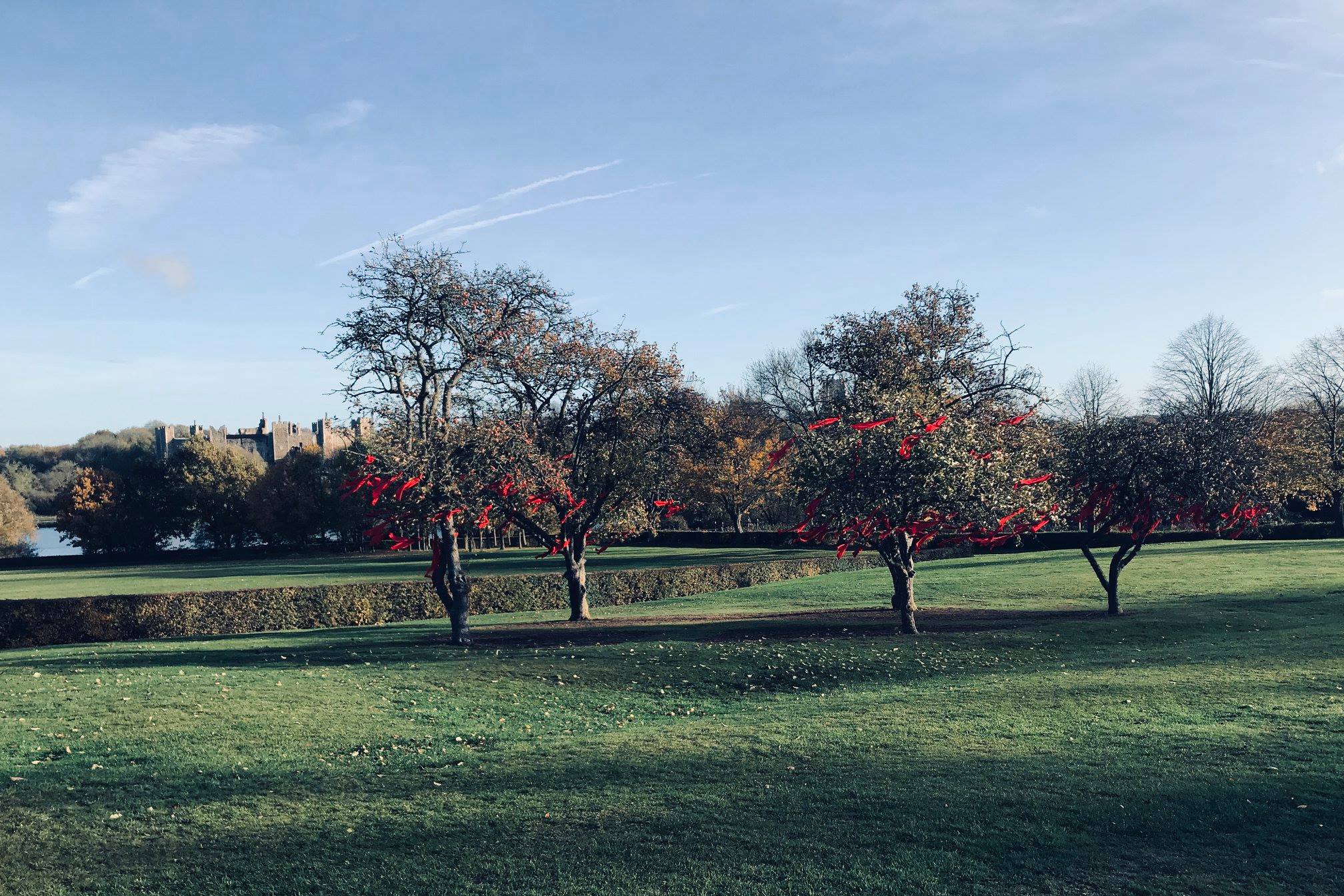 Ribbons on trees - Remembrance 2018 (2)