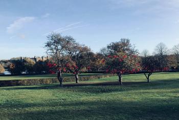 Ribbons on trees - Remembrance 2018 (2)